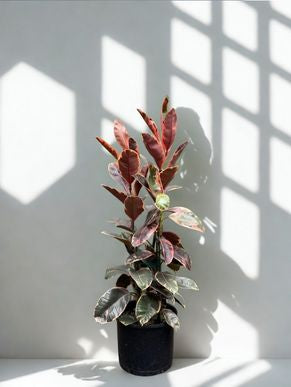 14 in Ficus ‘Ruby’ – 3 Stake