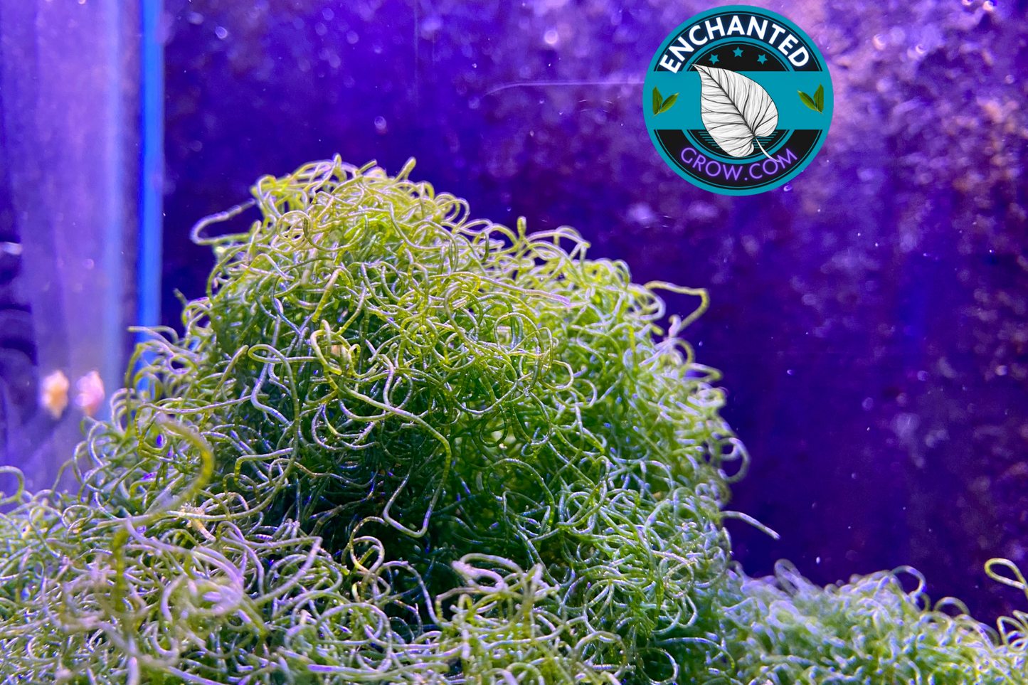 Chaetomorpha Macro Algae Chaeto nutrient Export