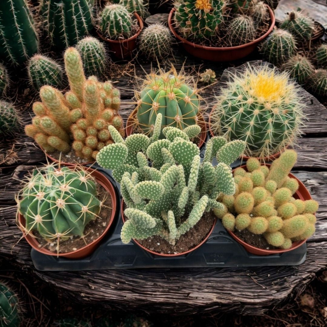 Single Assorted 6" Cactus Premium
