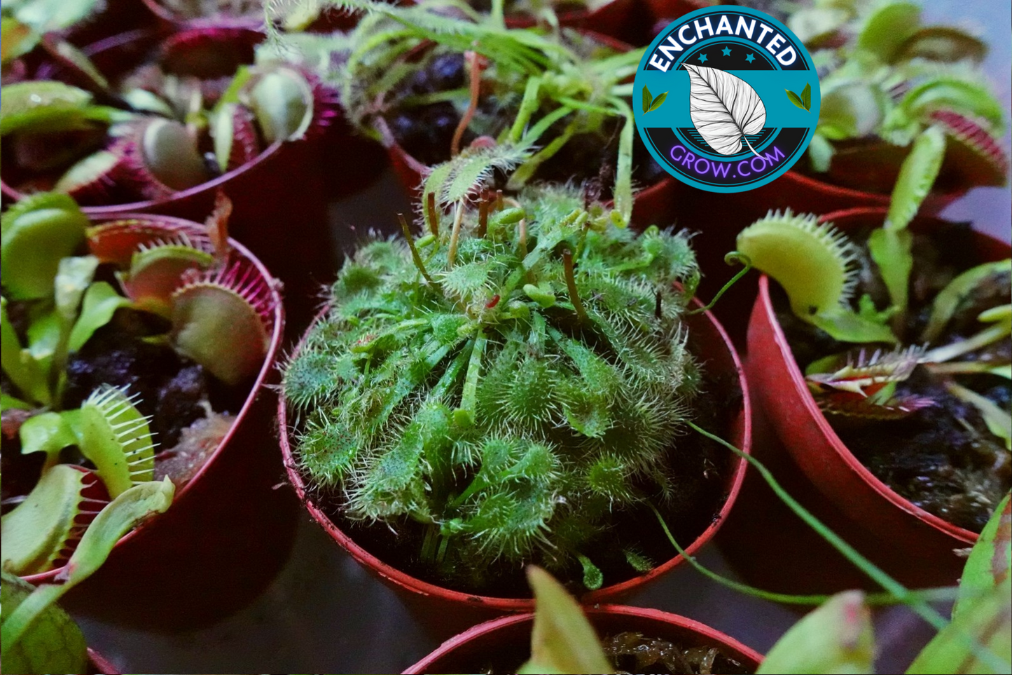 2″ Drosera Spatulata ‘sundew’ Carnivorous Plant