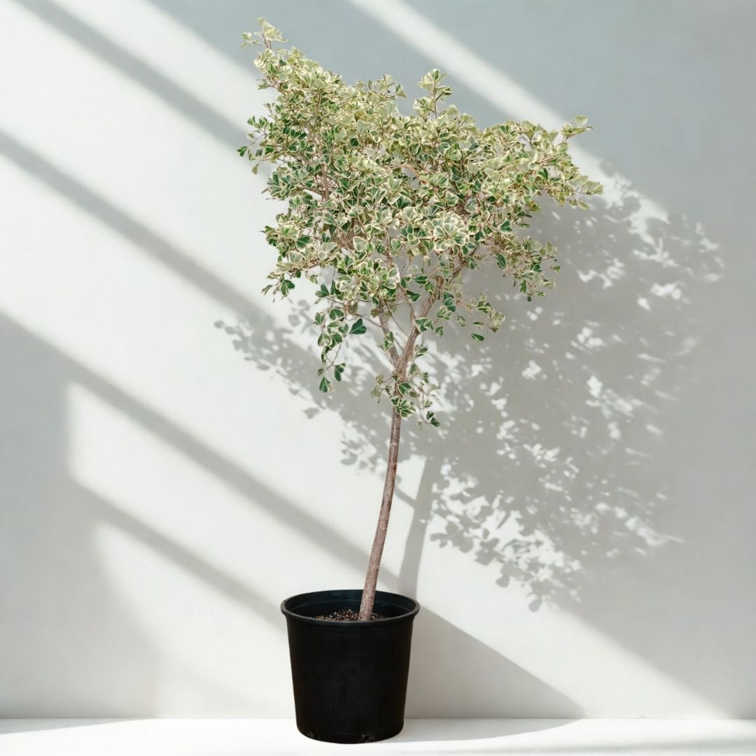 14 in Ficus Triangularis