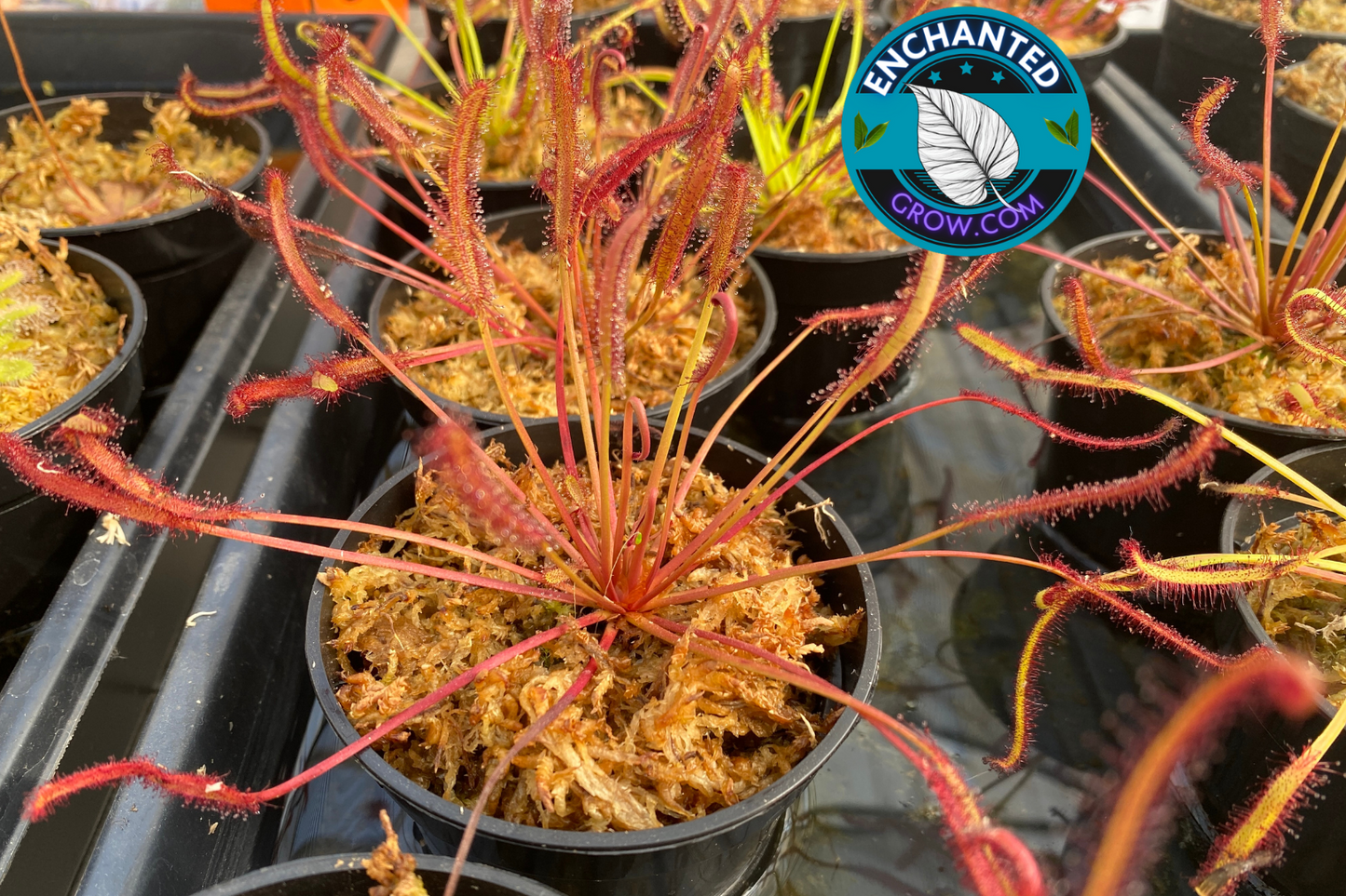 2″ Drosera Capensis Carnivorous Plants