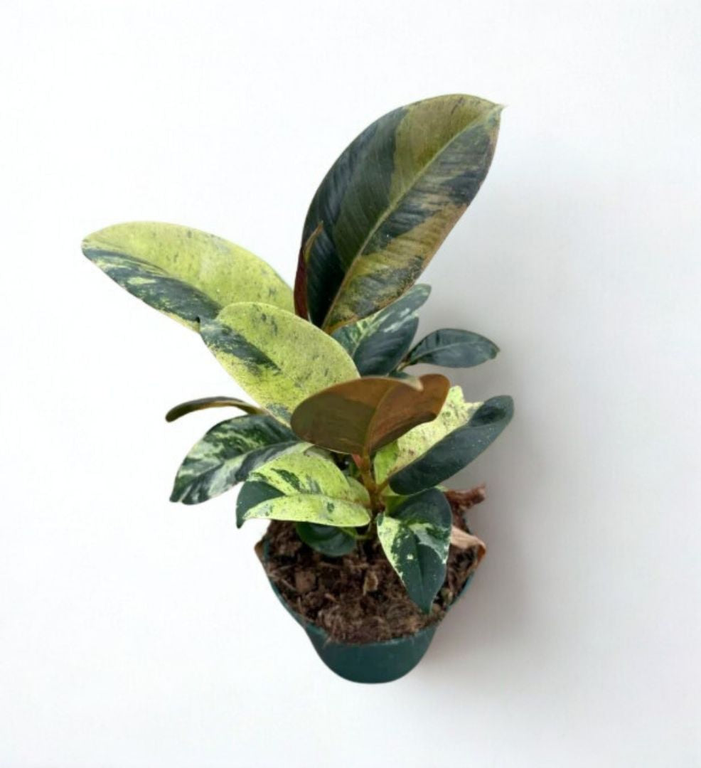 4 in Ficus Decora
