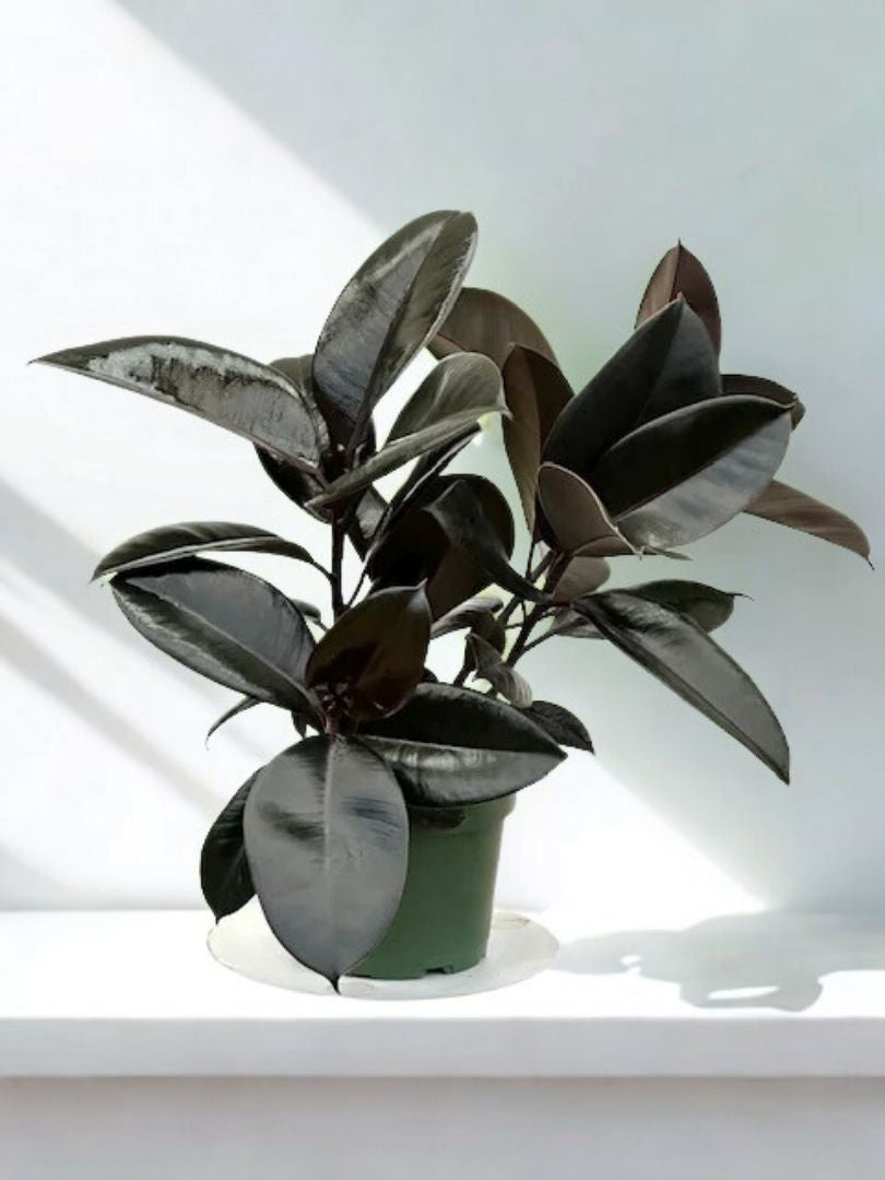 6 in Ficus Decora