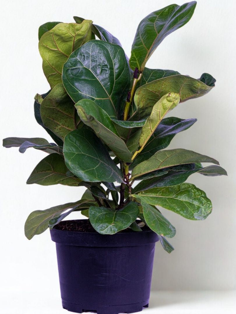 6 in Ficus Lyrata (Fiddle Leaf Fig)