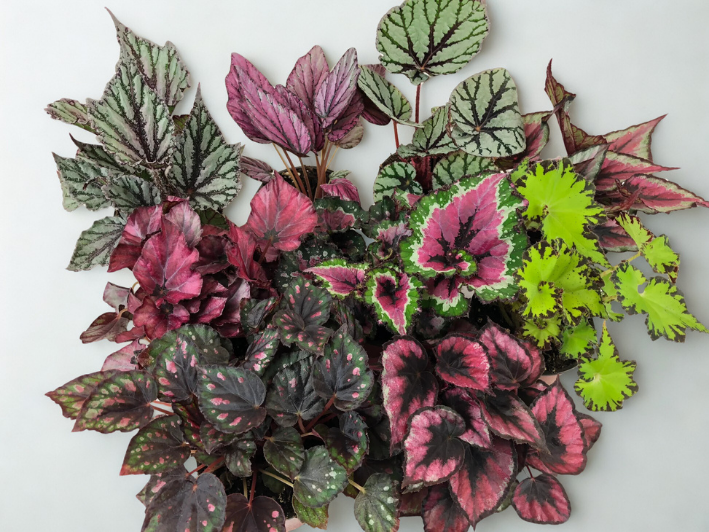 6" Begonia Hybrid – Colorful Flowering & Foliage Houseplant