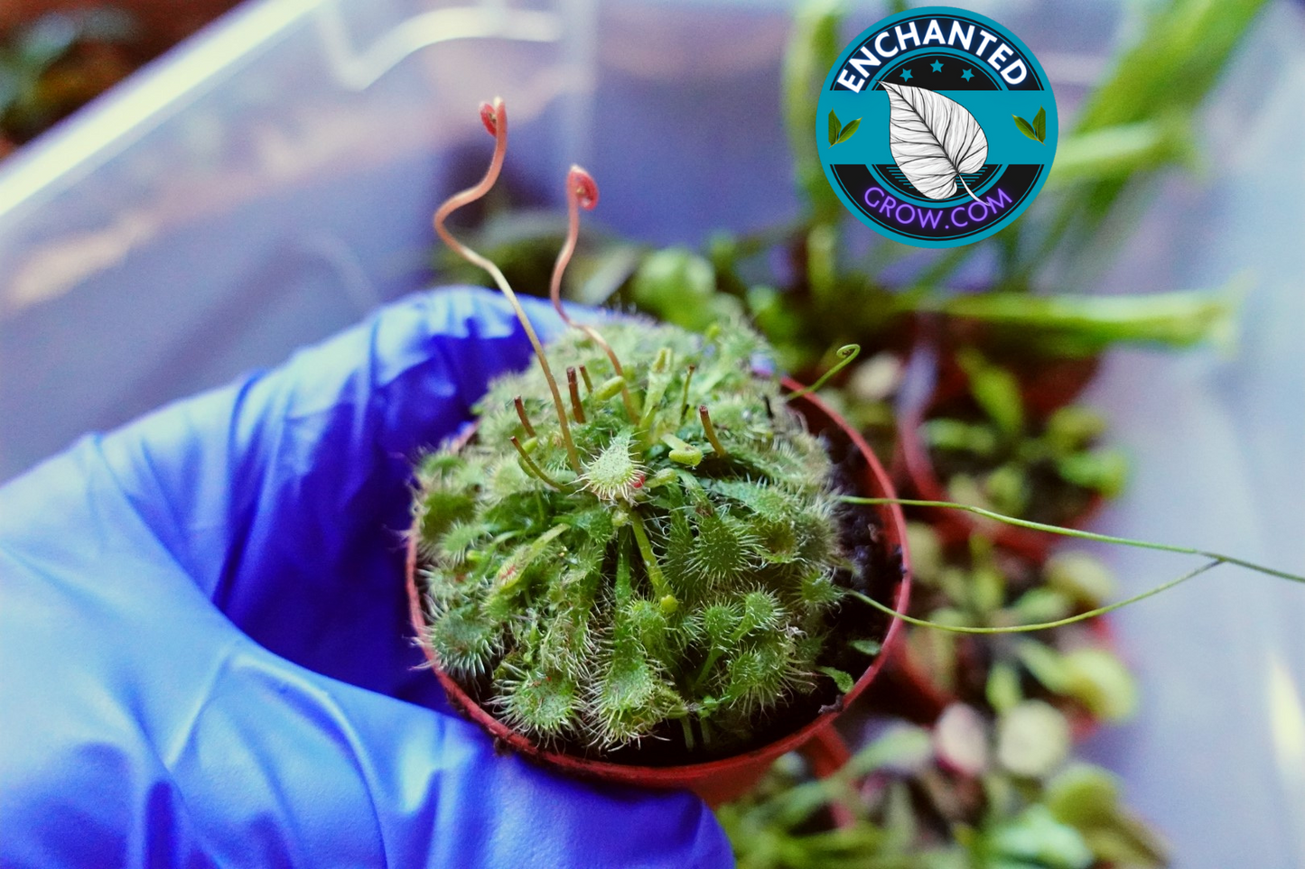 2″ Drosera Spatulata ‘sundew’ Carnivorous Plant