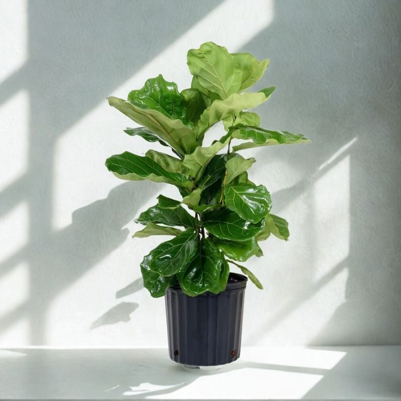 10 in Ficus Lyrata (Fiddle Leaf Fig)