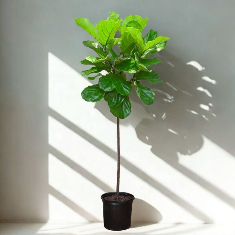 12 in Ficus Lyrata – 4-Stake