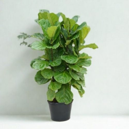 14 in Ficus Lyrata – Braid