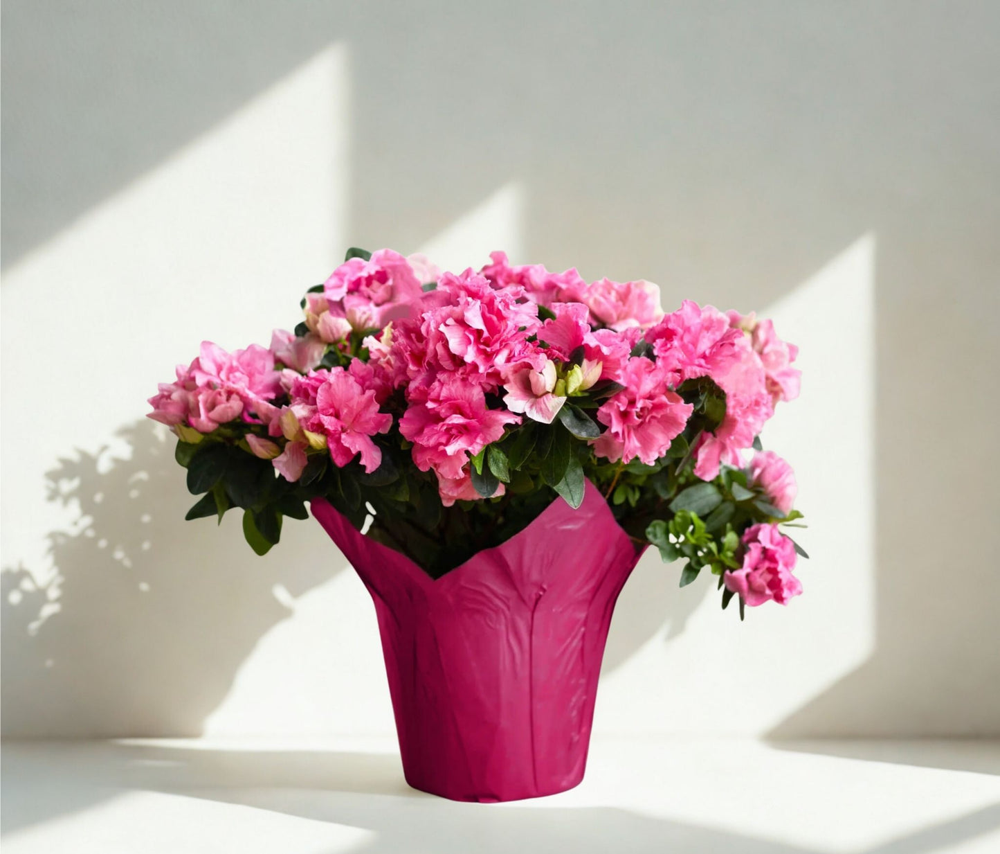 Live Blooming Azalea Plant – Flowering Ornamental Shrub