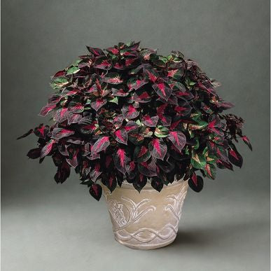 6 in Perilla ‘Magilla’