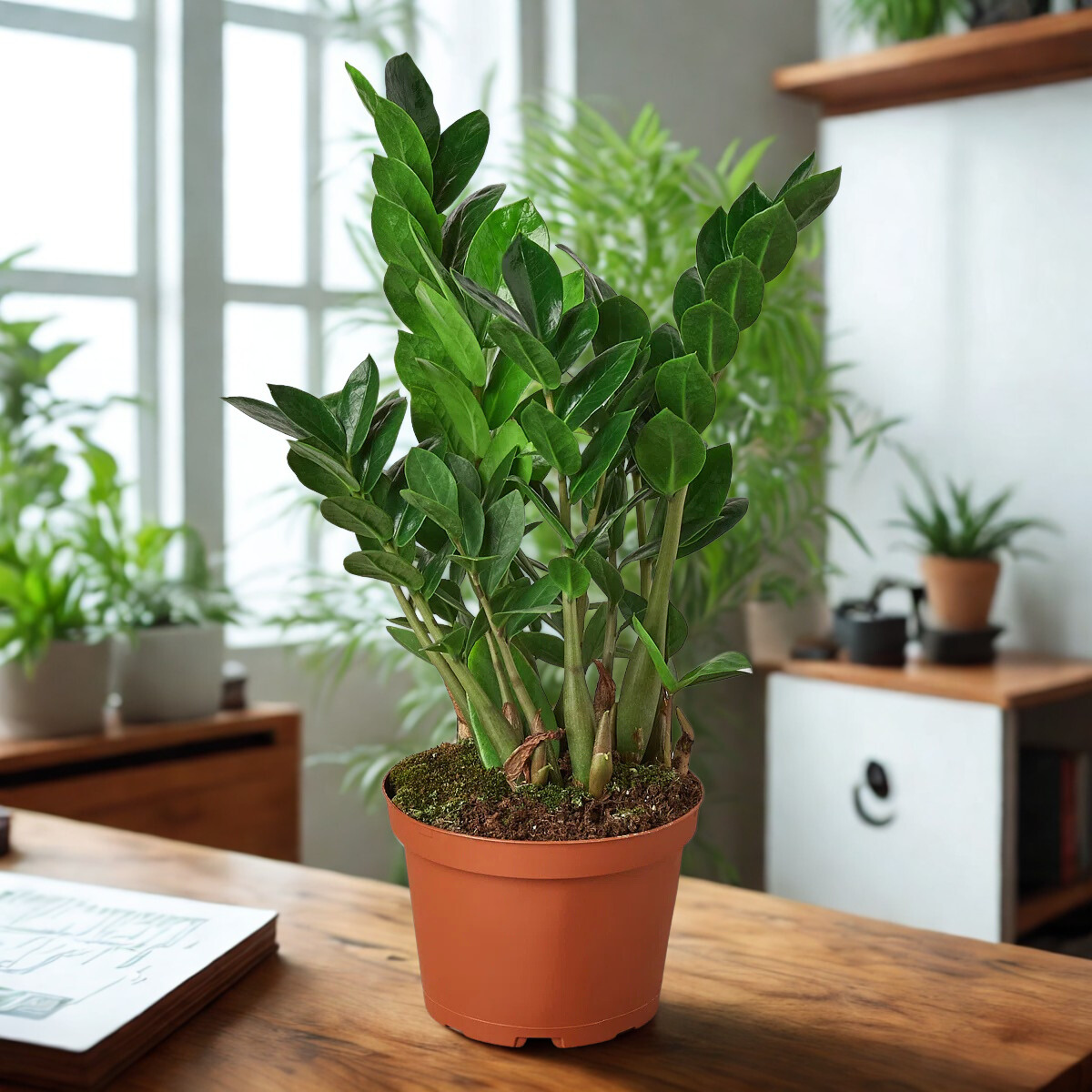 Large 6" ZZ Plant -(Zamioculcas zamiifolia)