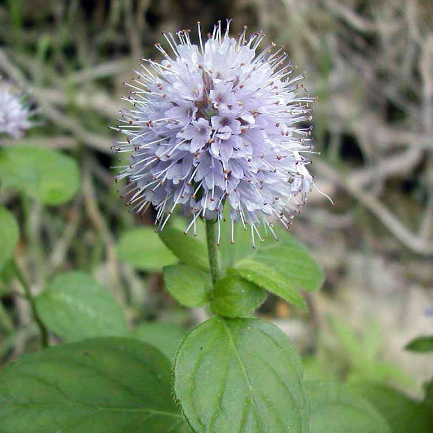Water Mint (Mentha aquatica) – Fragrant Shallow Water Plant