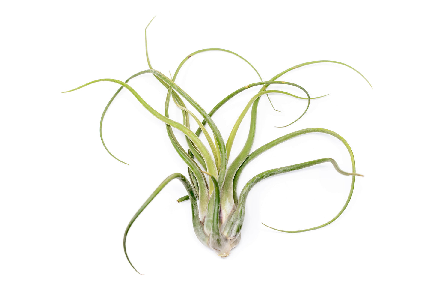 SALE - XL Tillandsia Caput Medusae - Set of 5 or 10 Air Plants