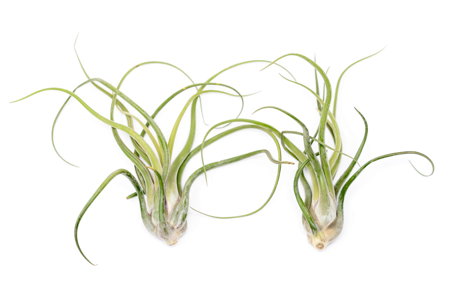 SALE - XL Tillandsia Caput Medusae - Set of 5 or 10 Air Plants