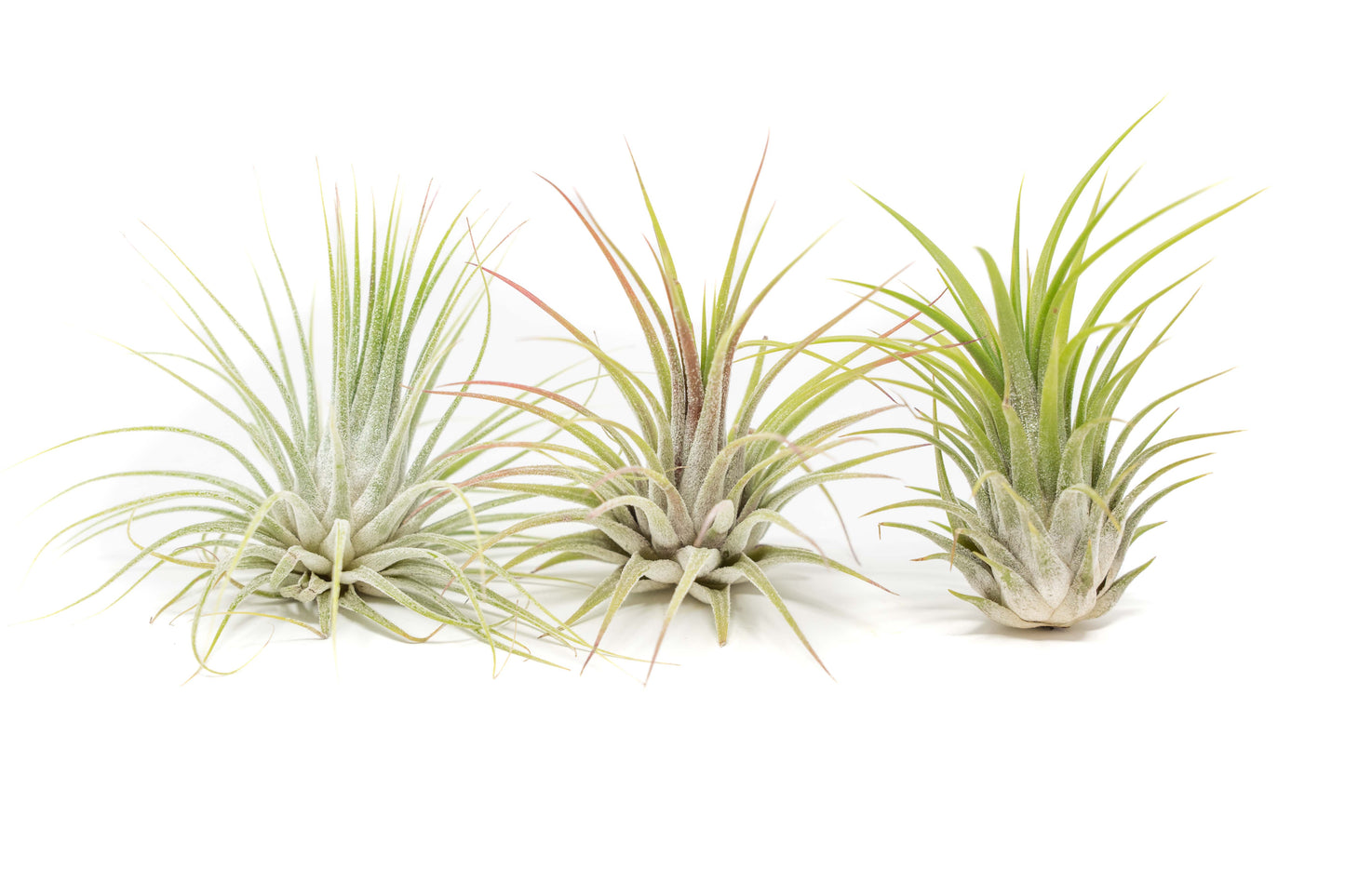 SALE - XL Tillandsia Ionantha Guatemala Air Plants - Set of 10 or 20