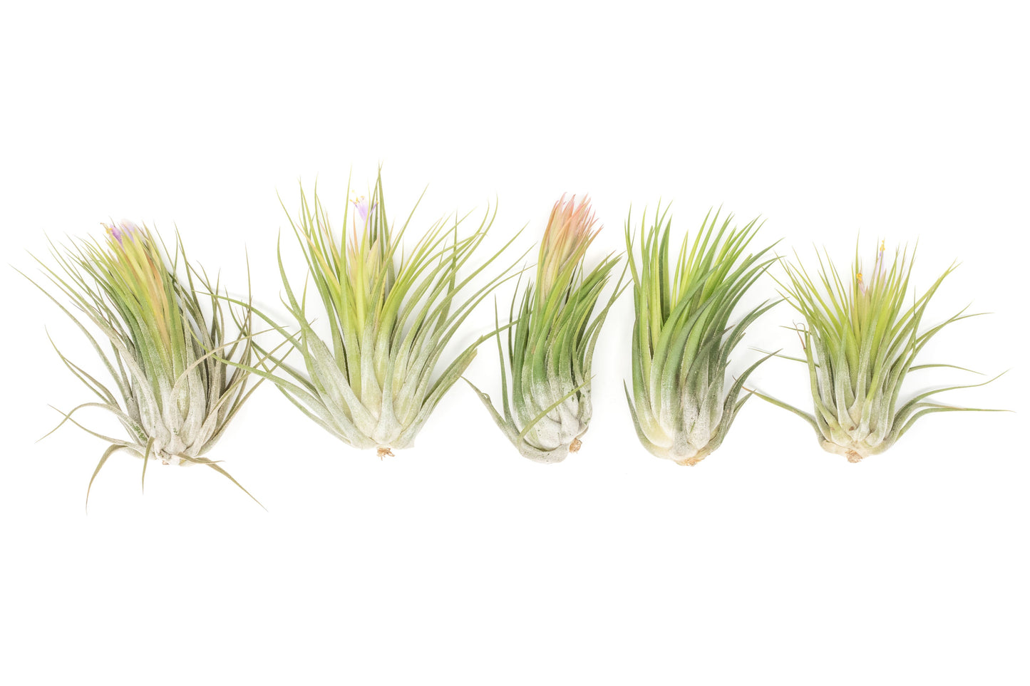 SALE - Large Tillandsia Ionantha Scaposa - Set of 10 or 20 Air Plants