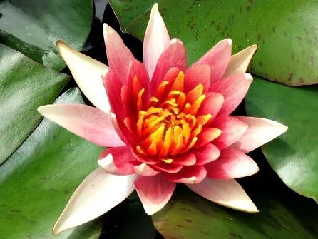 water lily national flower COMANCHE Hardy Water Lily – Live Aquatic Pond Plant – Enchanted Grow