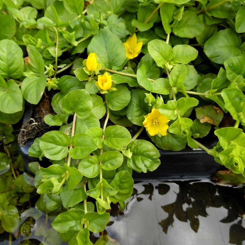 Creeping Jenny (Lysimachia nummularia) – Floating & Water Garden Plant