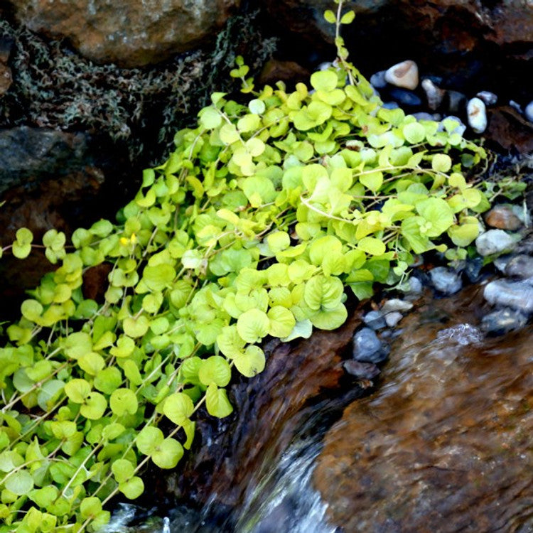 Creeping Jenny (Lysimachia nummularia) – Floating & Water Garden Plant