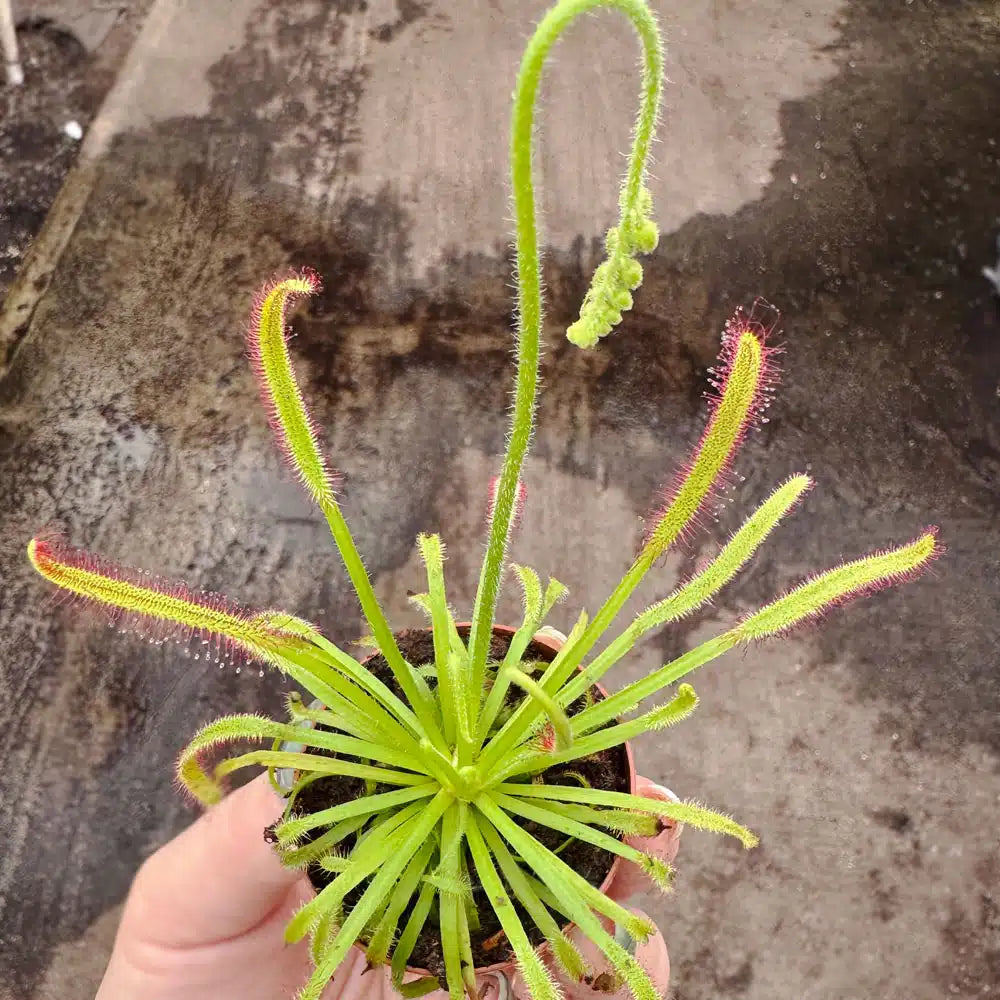 Drosera capensis 'Merry Go Round' – 2" Potted Sundew | Live Carnivorous Plant