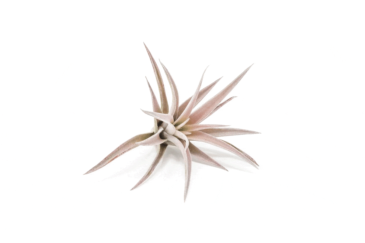 SALE - Tillandsia Harrisii Air Plants - Set of 10, 15, or 20