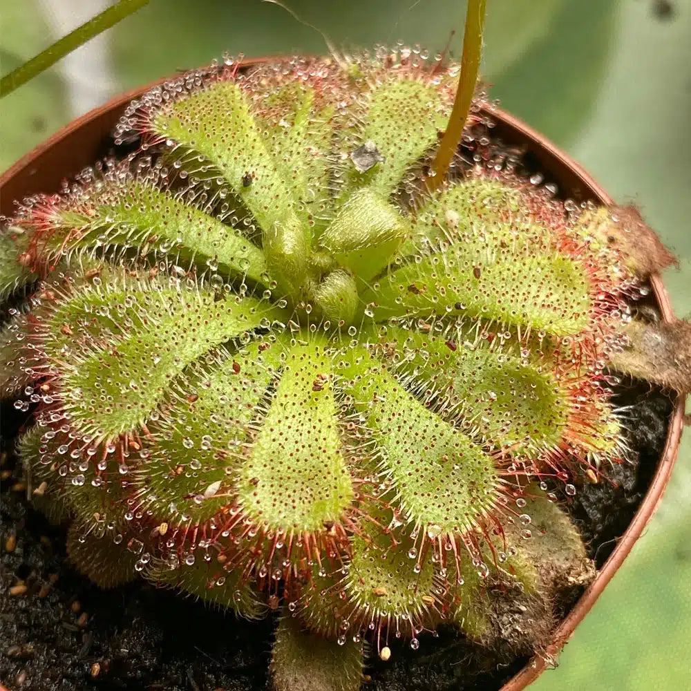 Drosera Spatulata – 45 Pack Bulk/Wholesale Sundews
