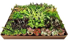 2 in Tropical Petite Foliage