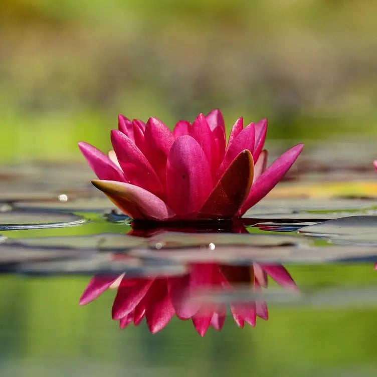 JAMES BRYDON Hardy Water Lily – Live Aquatic Pond Plant