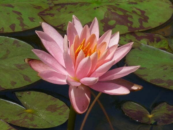 COLORADO Hardy Water Lily – Live Aquatic Pond Plant