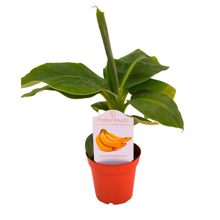 pot size for banana plant Banana musa truly tiny 'truly tiny banana' Patio Fruit Plant – Enchanted Grow