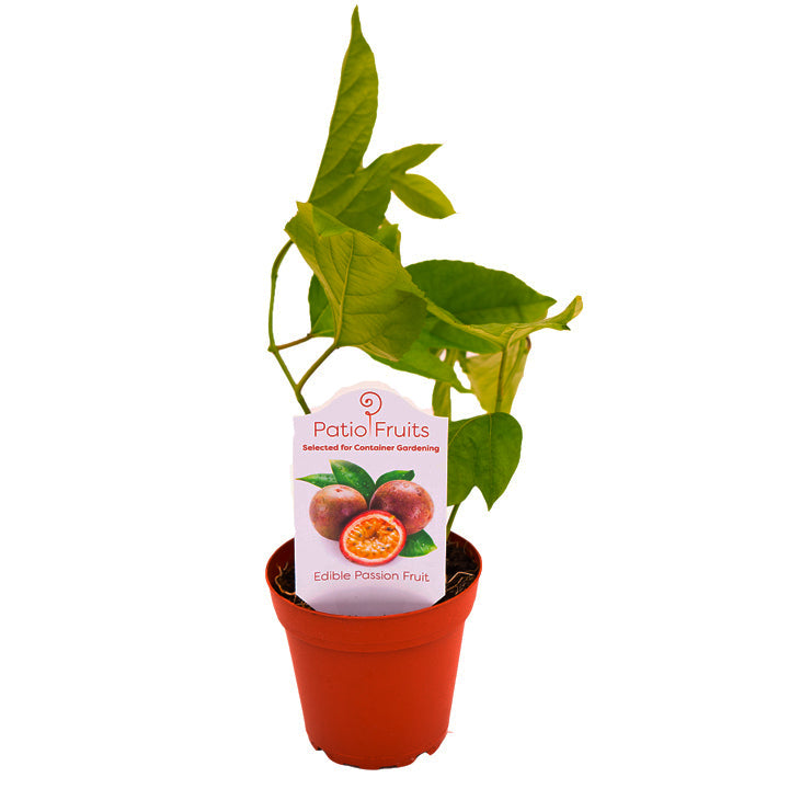 passion fruit plant in pot Passion Fruit passiflora edulis possum purple Patio Fruit Plant
