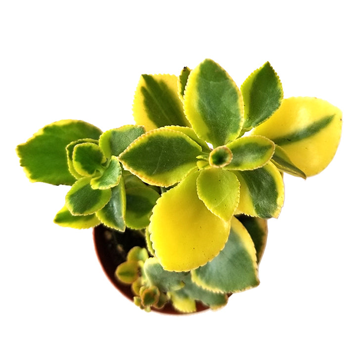 jade lemon plant crassula sarmentosa 'lemon lime jade' – Enchanted Grow
