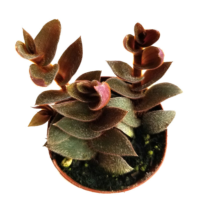 is teddy bear vine a succulent cyanotis kewensis 'teddy bear vine' – Enchanted Grow