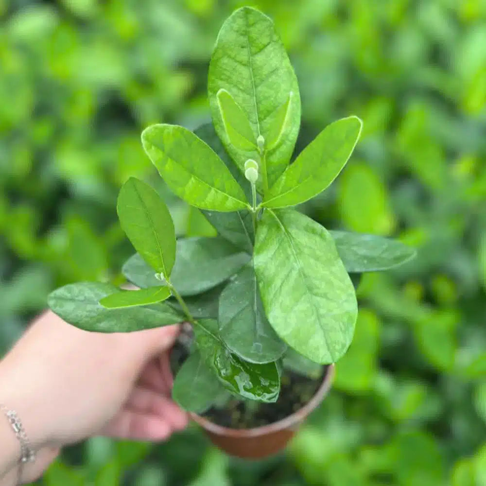 where to buy pineapple guava plant 4-inch Patio Fruit Pineapple Guava – Unique Fruiting Plant – 15 Unit C – Enchanted Grow