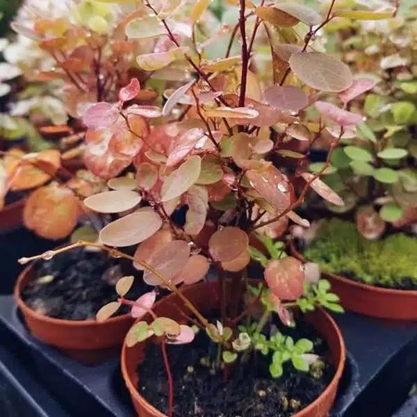 2-inch Pre-Bonsai Mix – 45 Pack Bulk Case | Miniature Starter Trees
