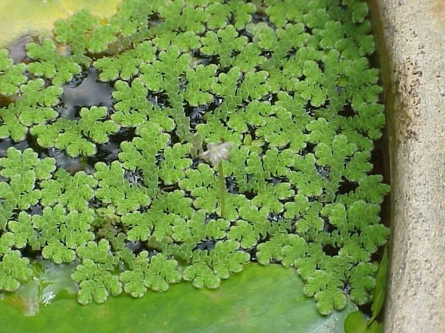 Azolla – Floating Water Fern for Ponds & Aquariums