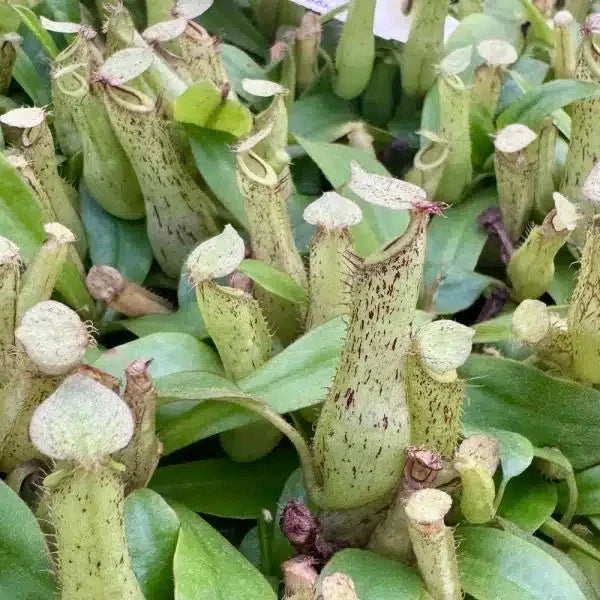 Nepenthes Dyeriana Live Tropical Pitcher Plant Carnivorous Plant 2" Pot Rare Hybrid