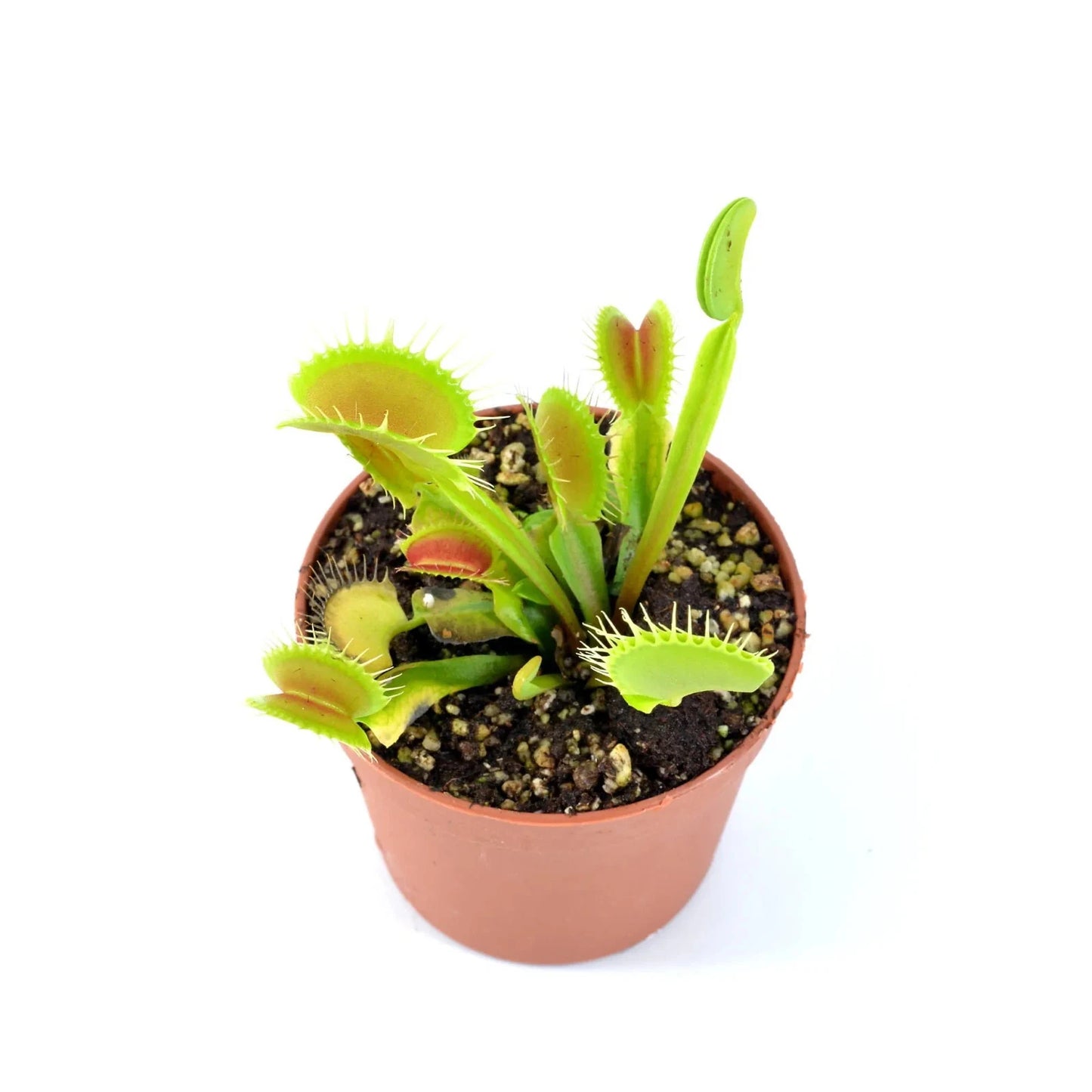Venus Fly Trap Giant Trap (Dionaea muscipula) Carnivorous Plant 2" Pot Live Plant