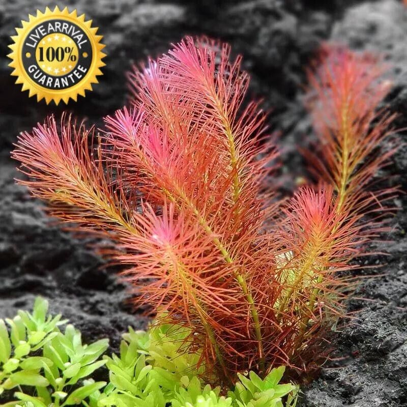 Rotala Wallichii (Whorly rotala)