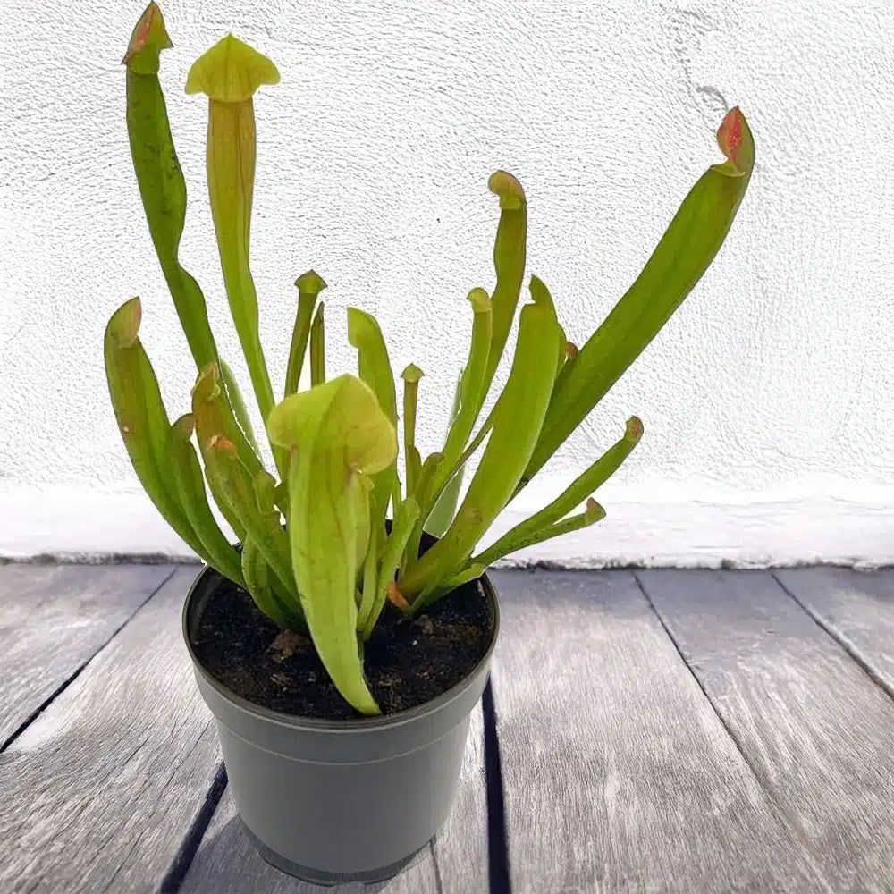 2" Sarracenia 'Velvet' – Exotic Carnivorous Pitcher Plant