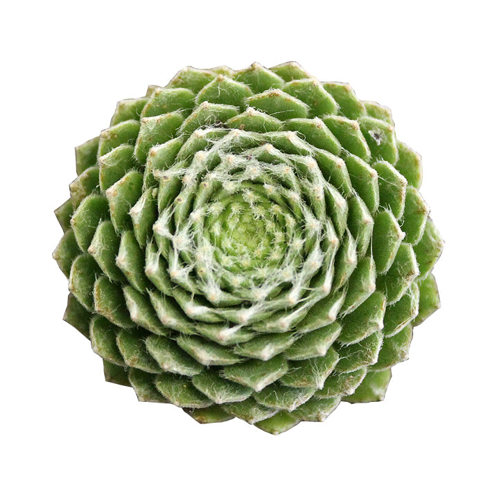 Sempervivum Arachnoideum ‘forest frost’ ‘cobweb’
