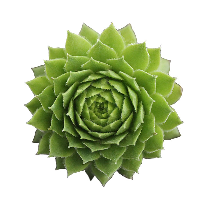 green wheel succulent Sempervivum ‘green wheel’