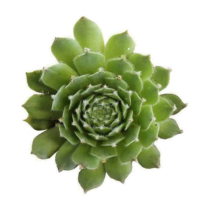 jade rose succulent Sempervivum 'Jade Rose' (Houseplant)