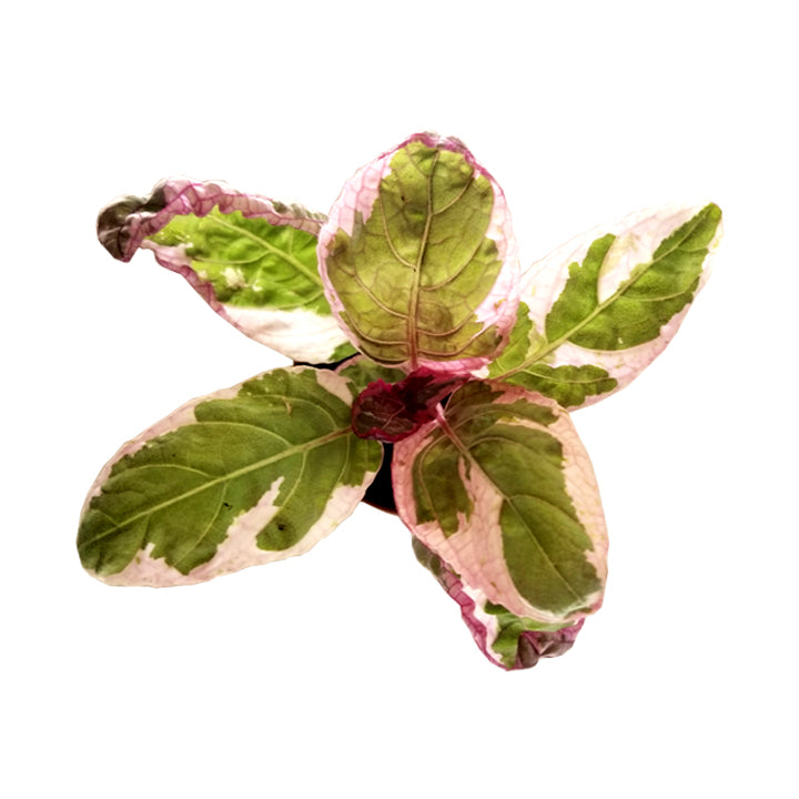 snow white waffle plant indoor care hemigraphis alternata 'snow white waffle plant – Enchanted Grow