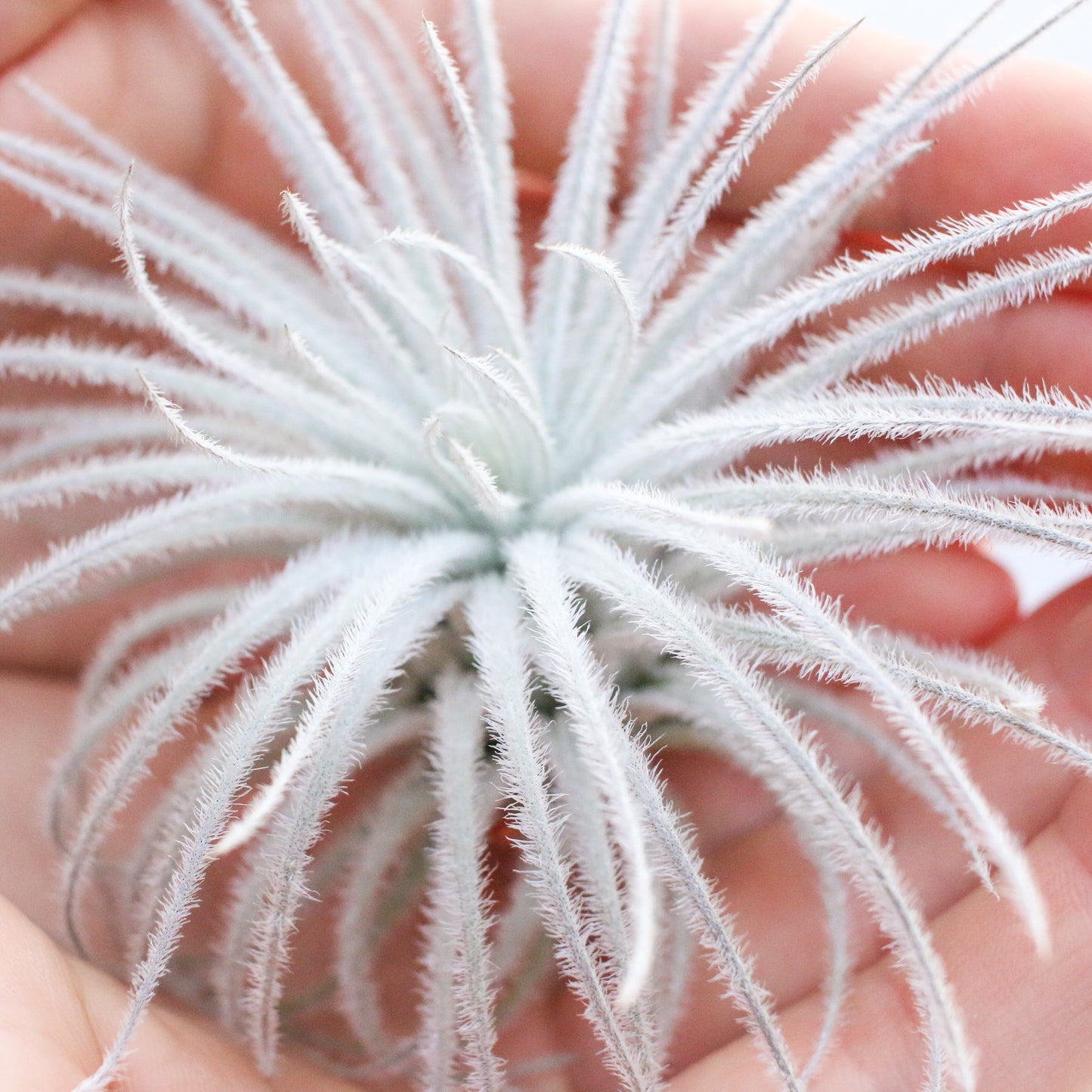 SALE - Tillandsia Tectorum Ecuador Air Plants - Set of 3, 6 or 9