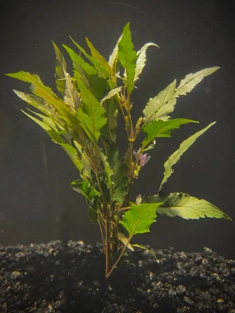 Hygro Blue Hygrophila salicifolia (Care Guide)