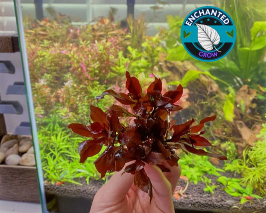 Ludwigia Peruensis Diamond (Care Guide)