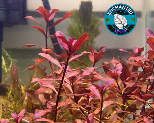 LUDWIGIA NATANS SUPER RED (Care Guide)